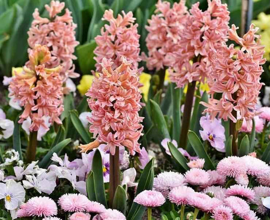 Lily & Hyacinth fragrance oil