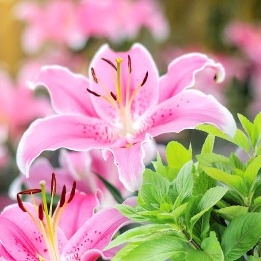 Lily & Mint fragrance oil