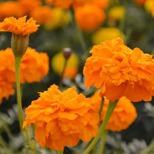 Marigolds & Sunshine fragrance oil