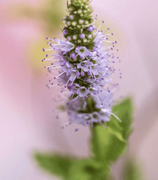 Mint Blossom (BBW Type) fragrance oil