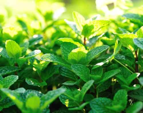 Mint fragrance oil