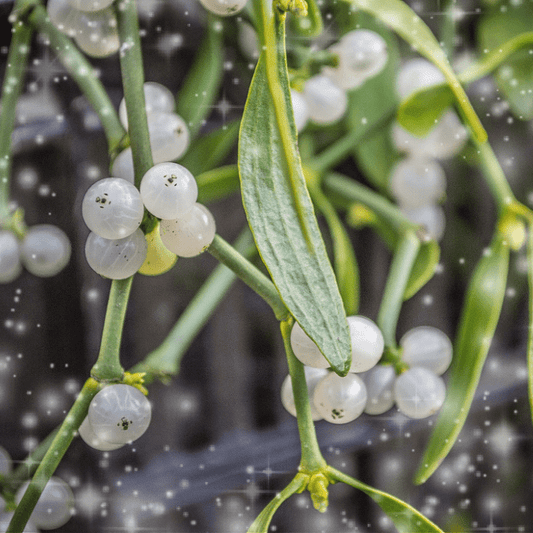 Mistletoe Memories Christmas Fragrance Oil