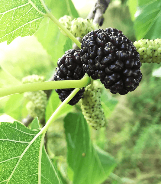 Mulberry fragrance oil