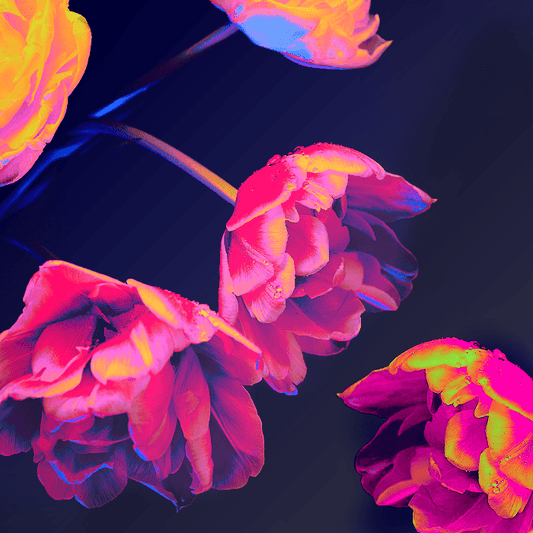 Neon Blossoms fragrance oil product image
