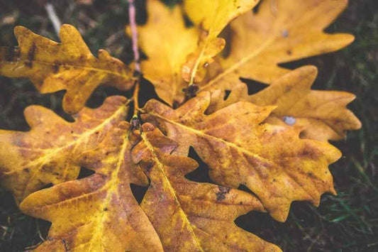 Oak & Amber fragrance oil
