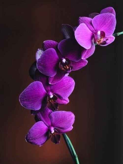 Orchid Musk fragrance oil