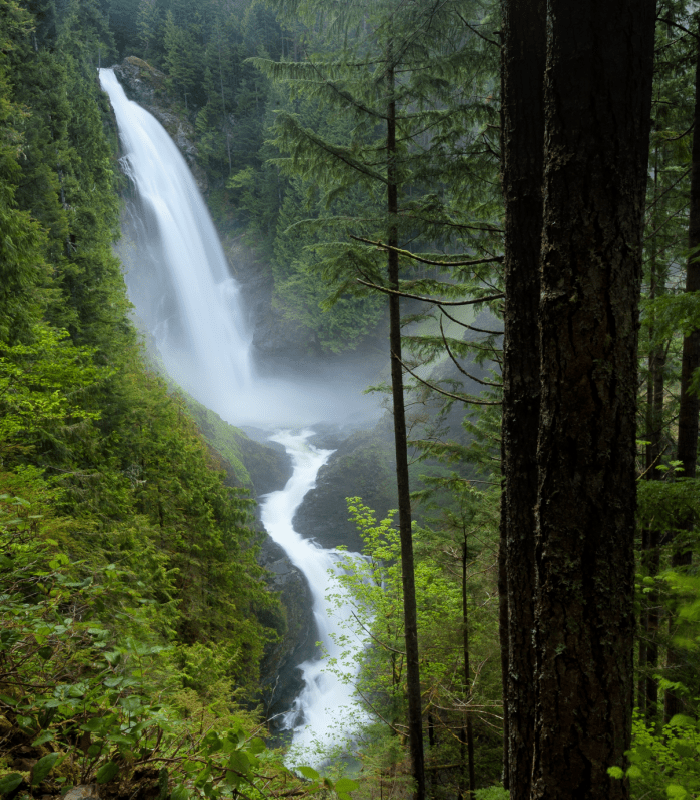 Pacific Woods fragrance oil