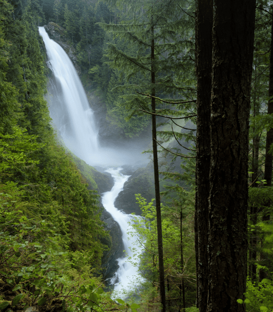 Pacific Woods fragrance oil