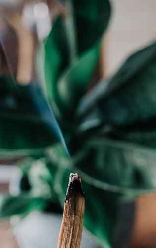 Palo Santo fragrance oil
