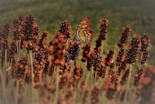 Patchouli and Amber fragrance oil product image