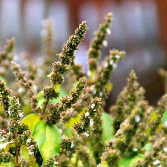 Patchouli fragrance oil product image