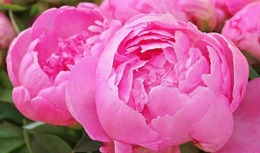 Peony Blossoms fragrance oil product image