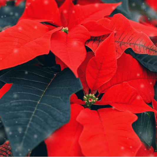 Poinsettia Fragrance Oil