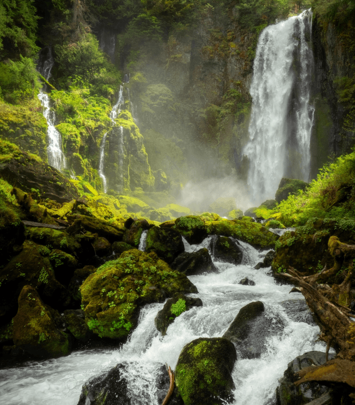 Rainforest fragrance oil product image