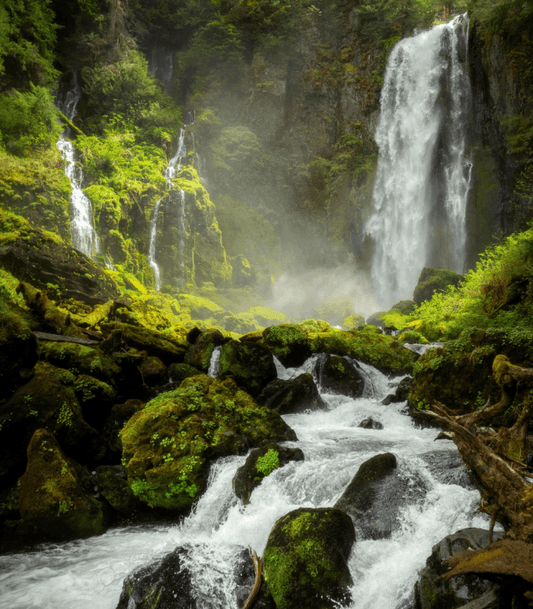 Rainforest fragrance oil product image