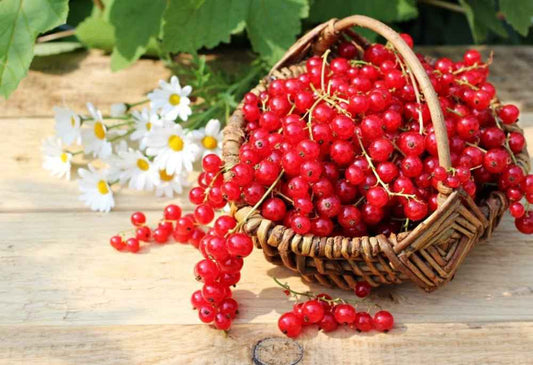 Red Currant & Berry Blossom Fragrance Oil — Last Chance