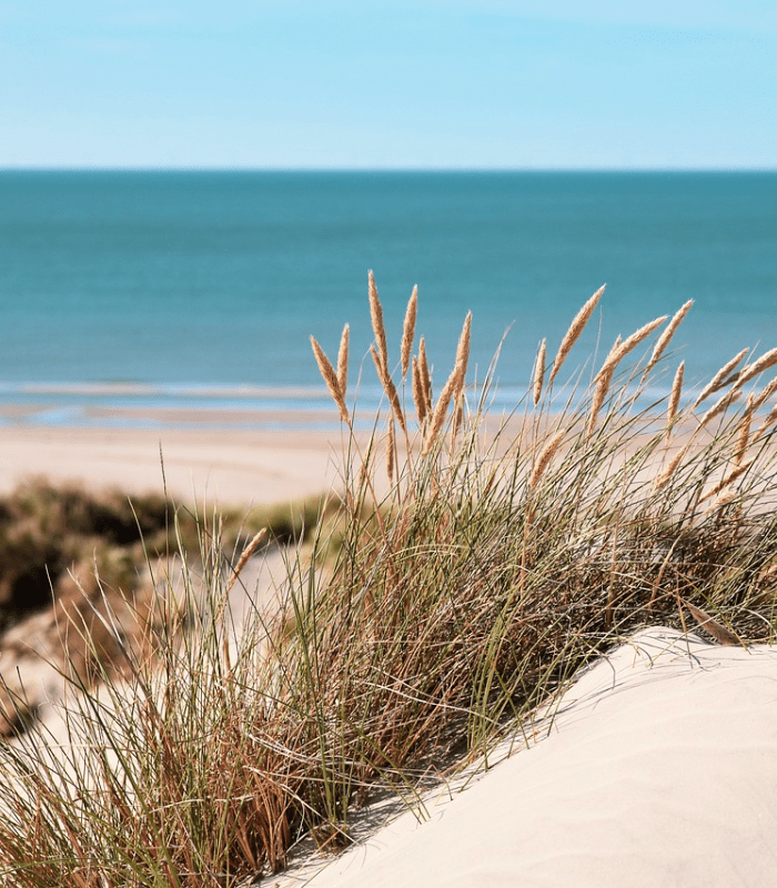 Sea Grass and Sand Dunes fragrance oil product image