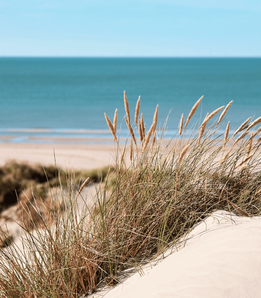 Sea Grass and Sand Dunes fragrance oil product image