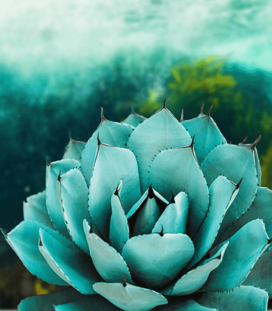 Sea Kelp and Agave fragrance oil product image