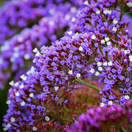 Sea Lavender & Musk fragrance oil