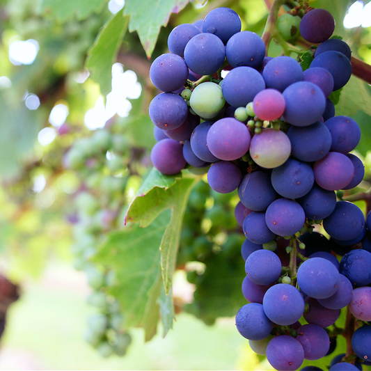 Sundrenched Vineyard BBW Type fragrance oil product image