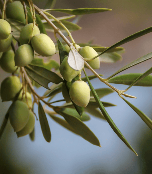 Sweet Olive Leaf fragrance oil product image