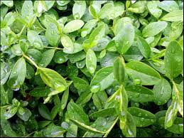 Thyme & Watercress Fragrance Oil