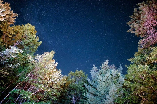 Twilight Woods (BBW Type) fragrance oil product image