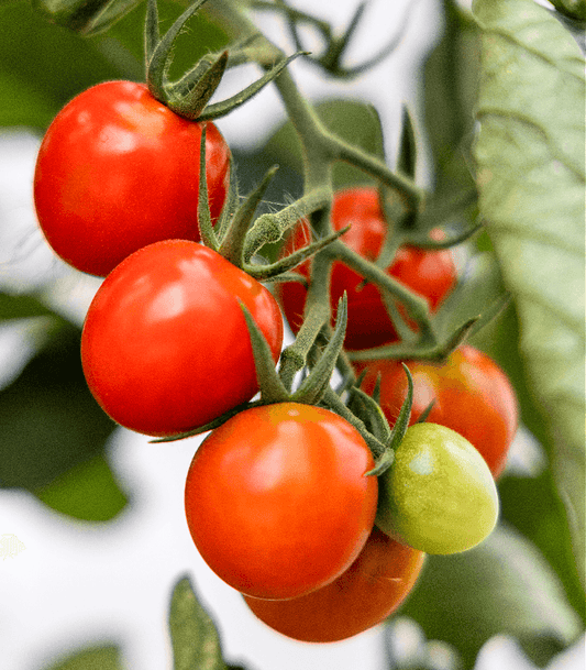 Vine Ripened Tomato fragrance oil product image