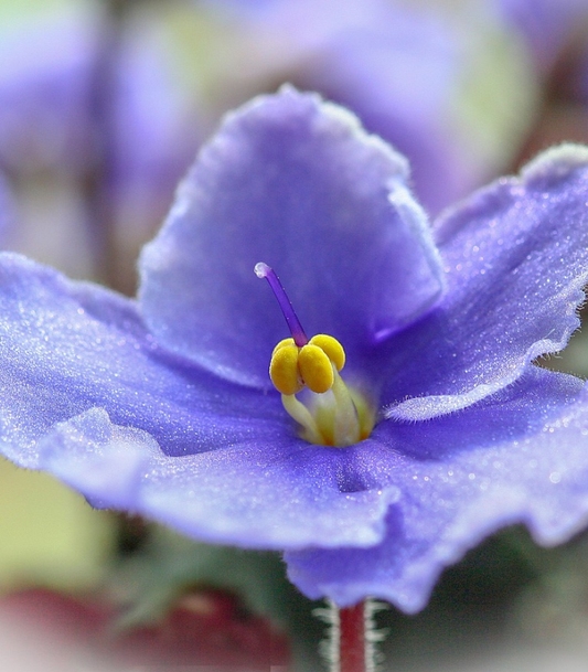 Violets & Dew Drops Fragrance Oil — Last Chance
