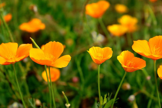 Wild Peach Poppies BBW Type fragrance oil product image