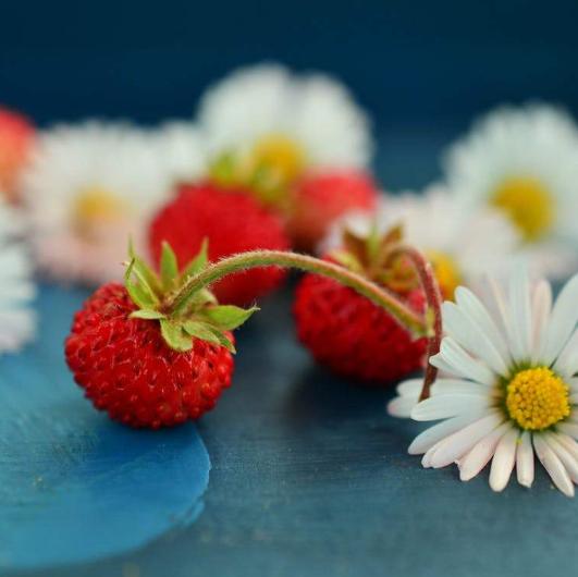 Wildberry Chamomile BBW Type fragrance oil product image